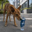 Gotoo Botella Bebedero Port&aacute;til de Silicona Azul para perros y gatos, , large indicador imagen numero 1