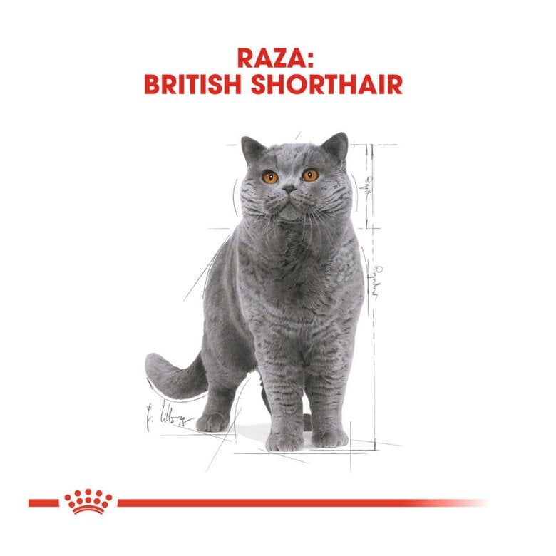 85 g Royal Canin Sobre en Salsa British Shorthair Adult,  Imagen numero 3 85 g Royal Canin Sobre en Salsa British Shorthair Adult, , large Imagen numero 3