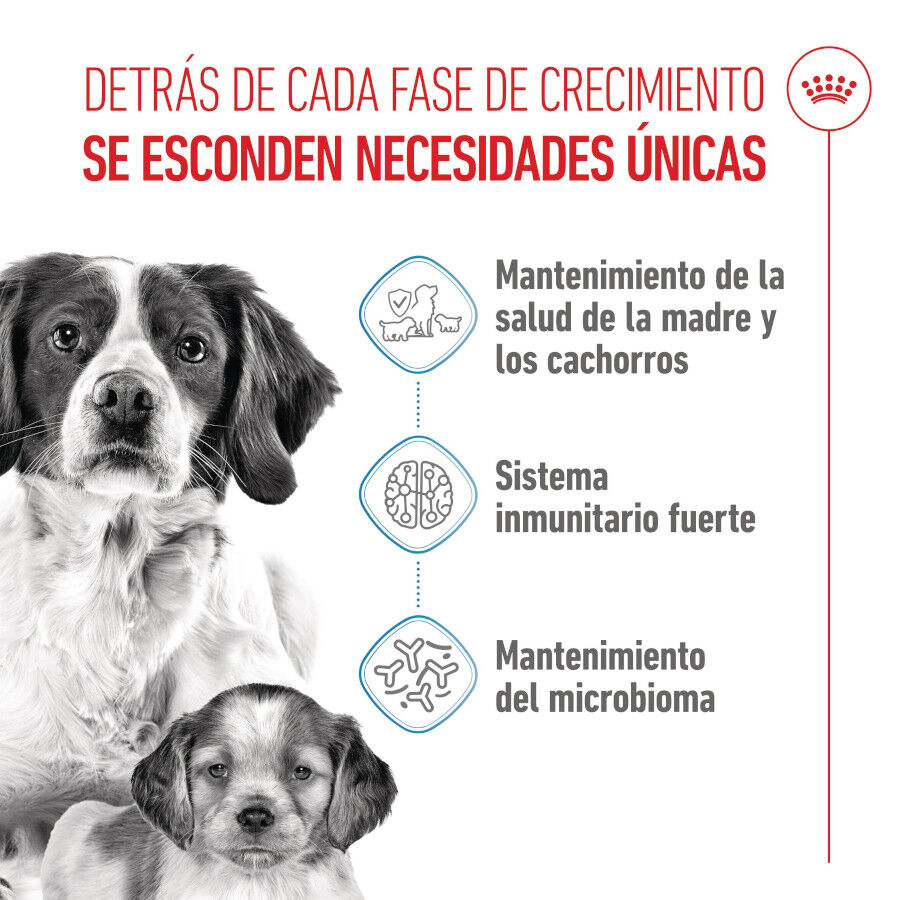 Royal Canin Medium Starter Mother&amp;Baby pienso para perros thumbnail