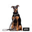 Gotoo Correa reflectante de malla gris para perro, , large indicador imagen numero 3