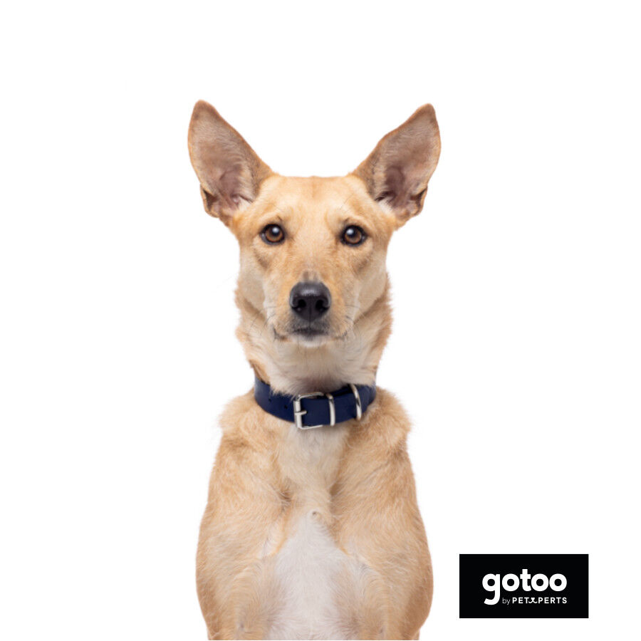 Gotoo Collar Biothane azul para perros, , large Imagen numero 5