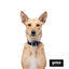 Gotoo Collar Biothane azul para perros, , large indicador imagen numero 5