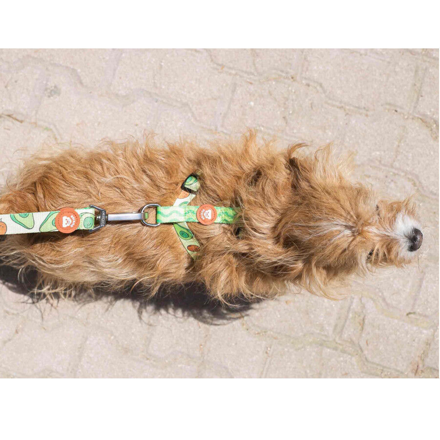 Dukier Arnés Clásico Estampado Aguacate para perros thumbnail