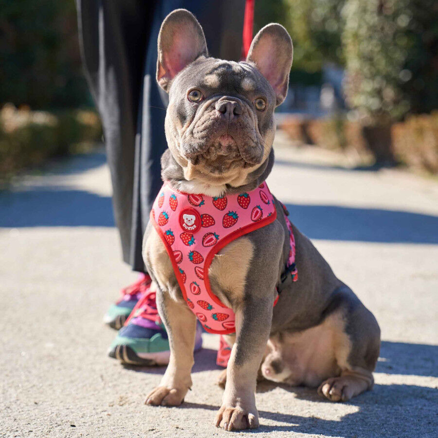 Dukier Arn&eacute;s Reversible Estampado Berry Love para perros, , large Imagen numero 2