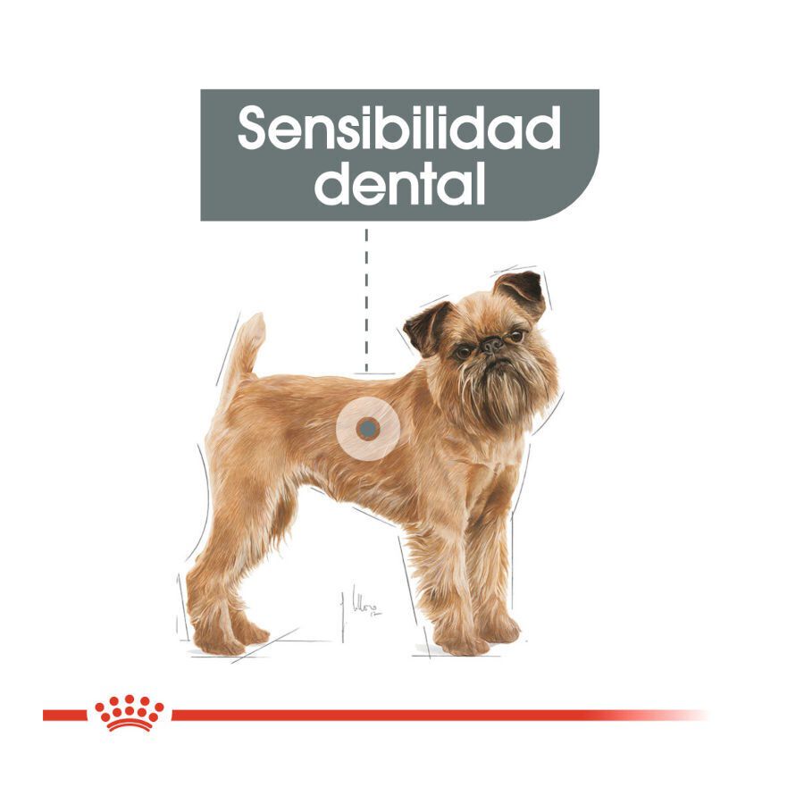 Royal Canin Dental Care Mini  pienso para perros thumbnail