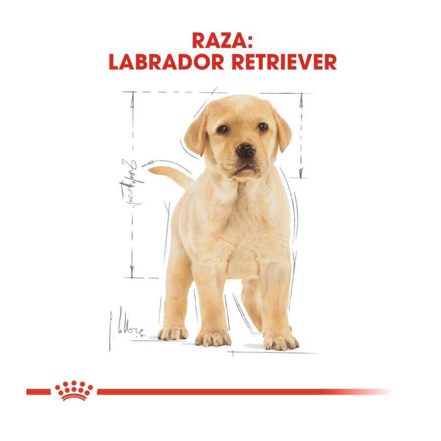 Royal Canin Puppy Labrador Retriever pienso para perros thumbnail
