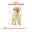 12 kg Royal Canin Puppy Labrador Retriever pienso para perros, , large indicador imagen numero 4