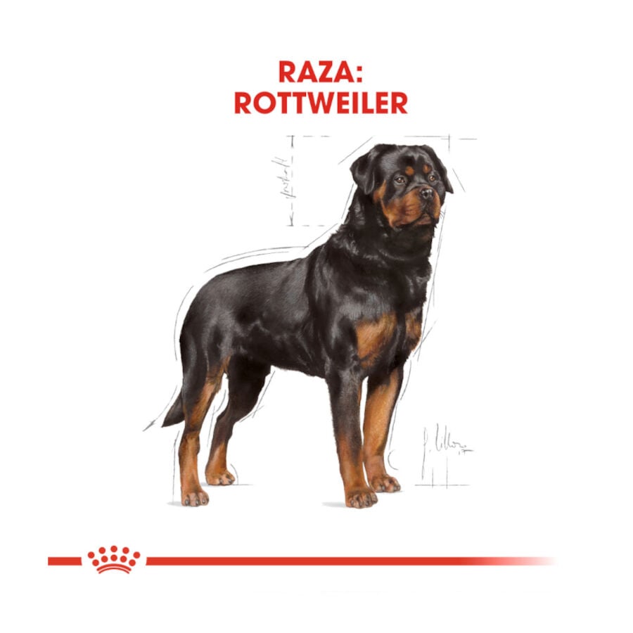 12 kg Royal Canin Adult Rottweiler pienso para perros, , large Imagen numero 4