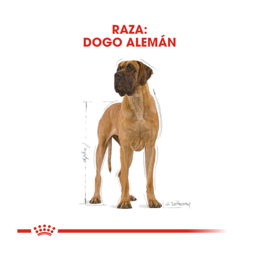 12 kg Royal Canin Adult Great Dane pienso para perros, , large Imagen numero 4