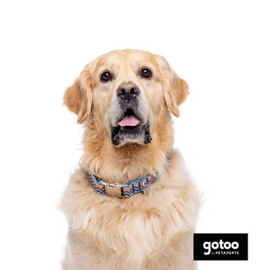 Gotoo Collar estampado rayas zig-zag para perros