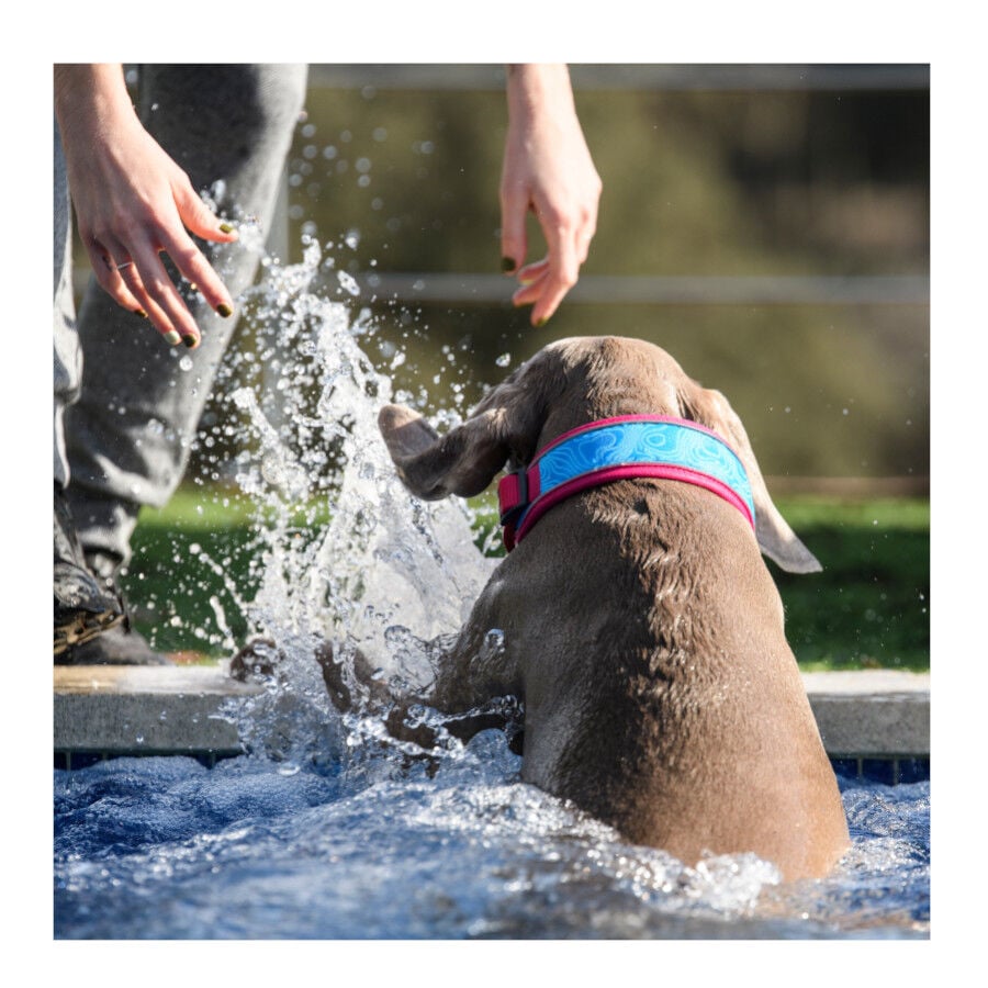 Freedog Cool Pro Tech Collar Refrescante Fucsia Deportivo para perros, , large Imagen numero 6