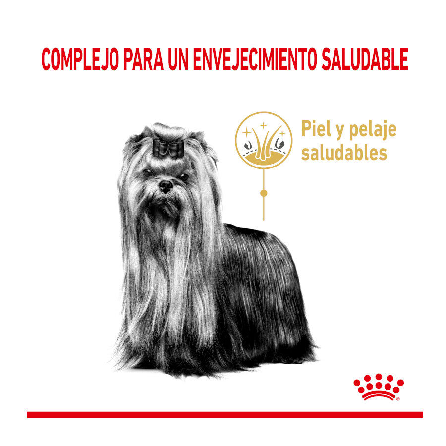 Royal Canin Adult 8+ Yorkshire pienso para perros thumbnail
