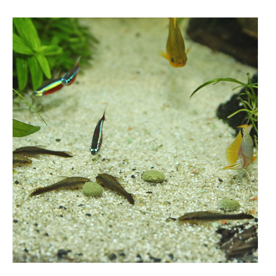 JBL Novopleco Pastillas para peces de fondo thumbnail