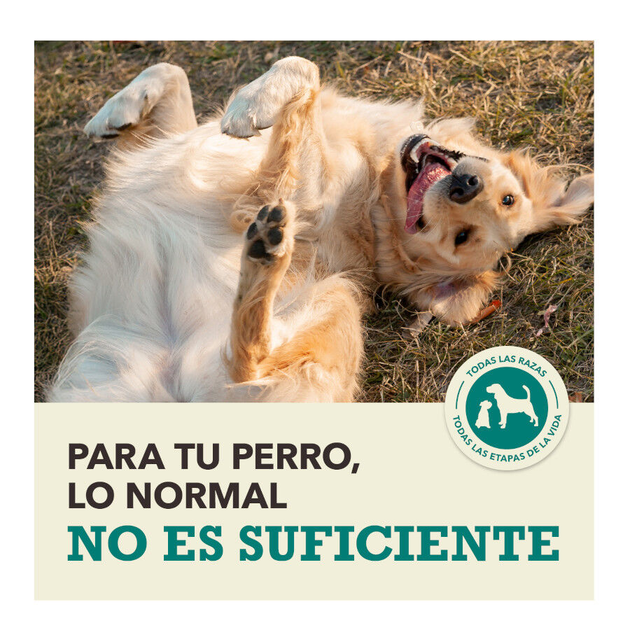 11.4 kg Acana Coldwater Fish pienso para perros, , large Imagen numero 10