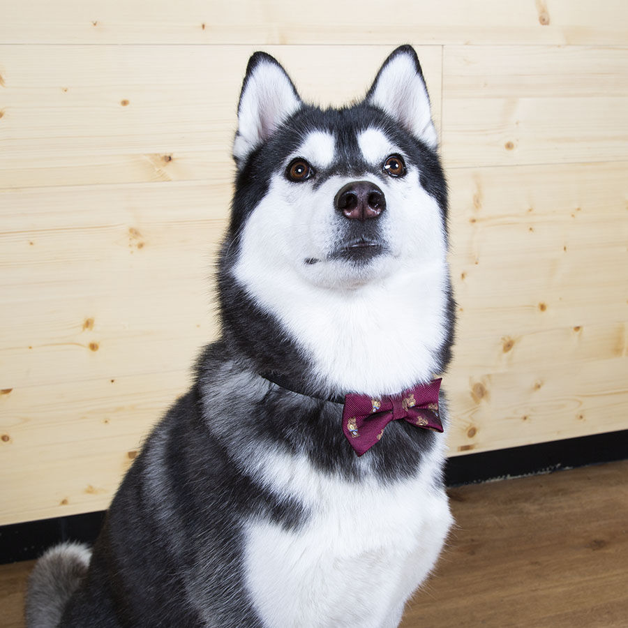 Guau Christmas Pajarita Roja para perros, , large Imagen numero 2