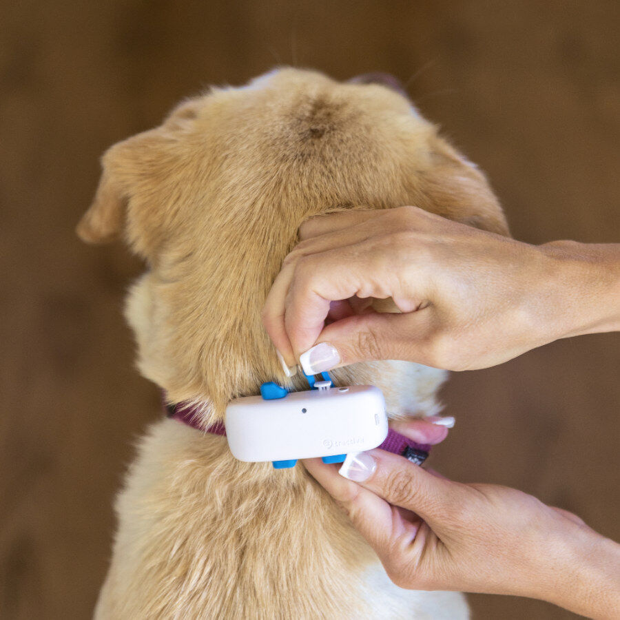 Tractive Localizador GPS color blanco para perros, , large Imagen numero 2