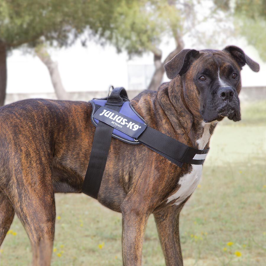 Julius K-9 IDC Arnés Azul para perros thumbnail