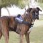 Julius K-9 IDC Arnés Azul para perros, , large indicador imagen numero 2