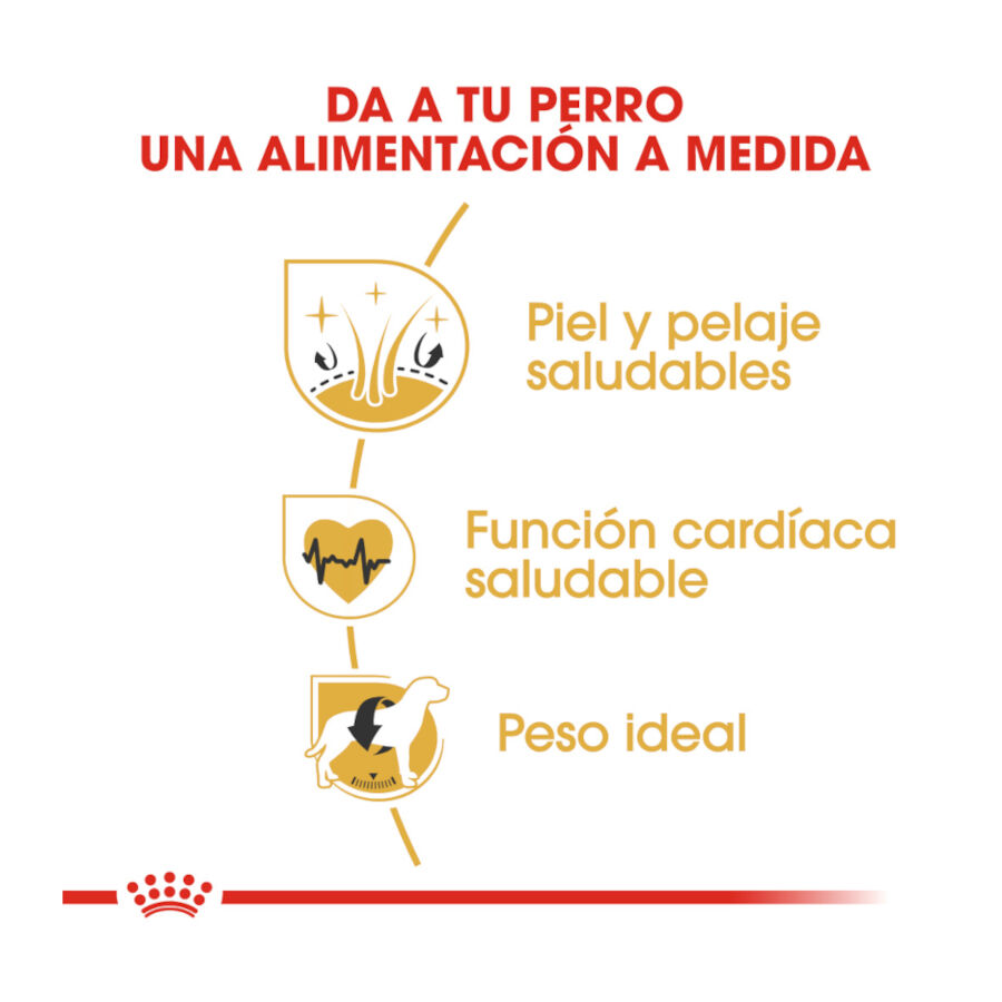 Royal Canin Adult Golden Retriever pienso para perros thumbnail