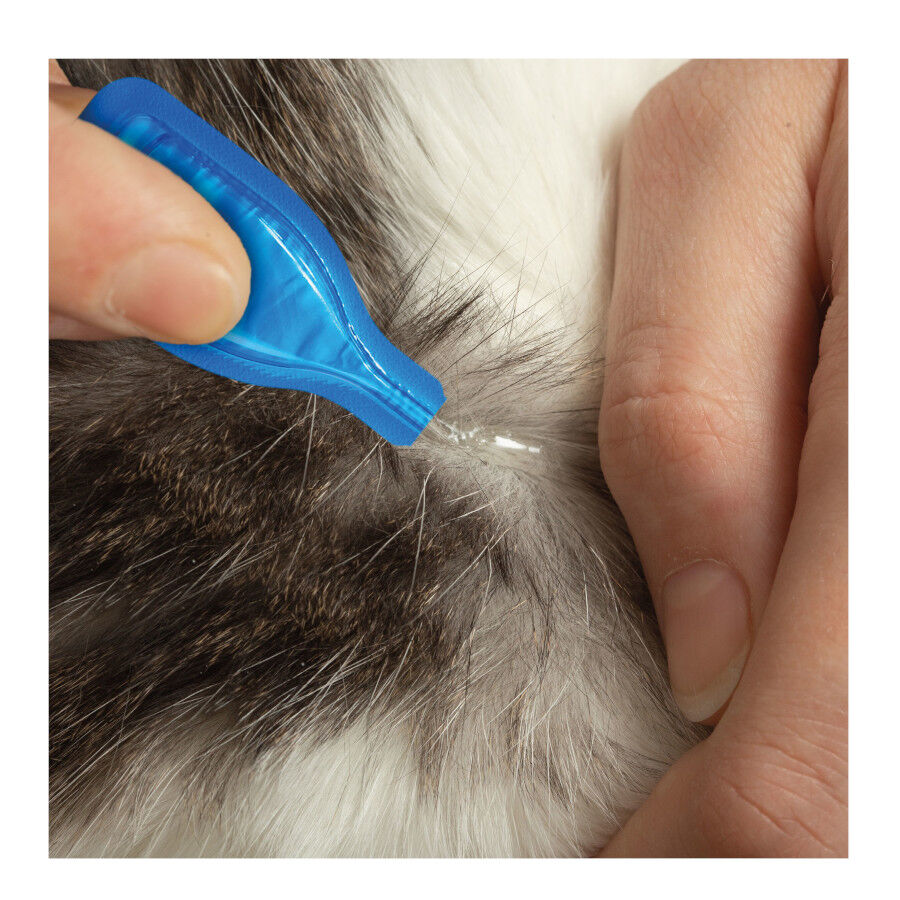 Beaphar Fiprotec Pipetas Antiparasitarias para gatos thumbnail