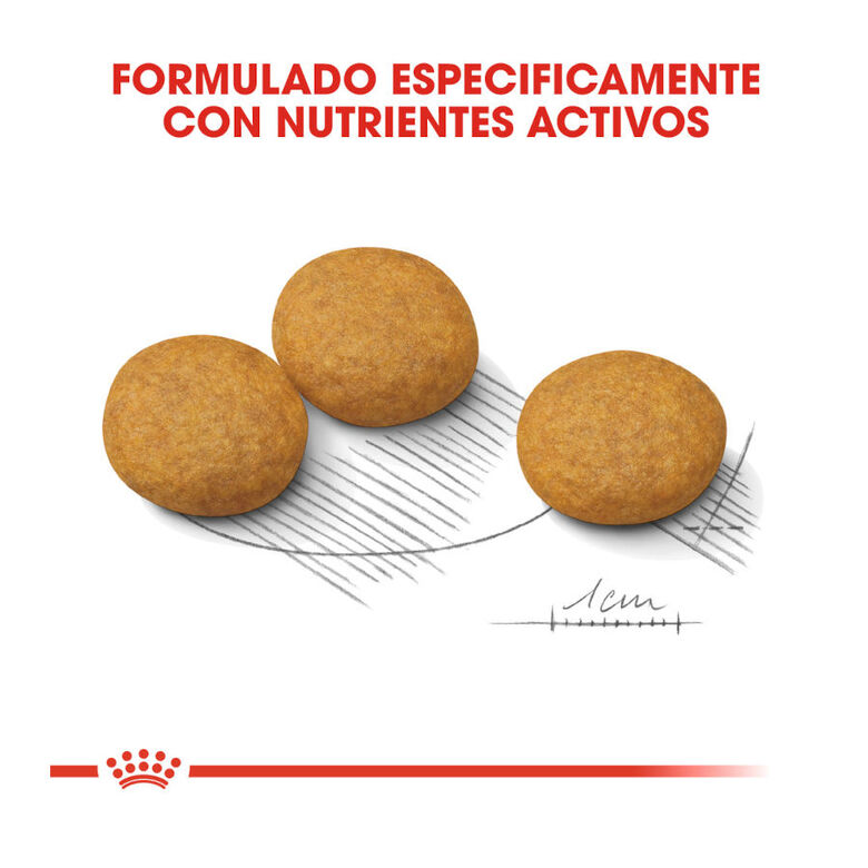 Royal Canin Dermacomfort Medium pienso para perros thumbnail