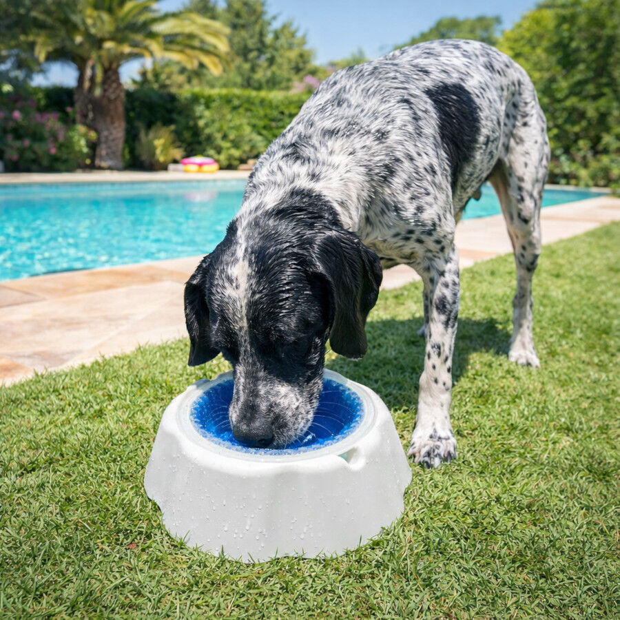 Summer Vibes Bowl Refrescante Comedero y Bebedero para perros, , large Imagen numero 1
