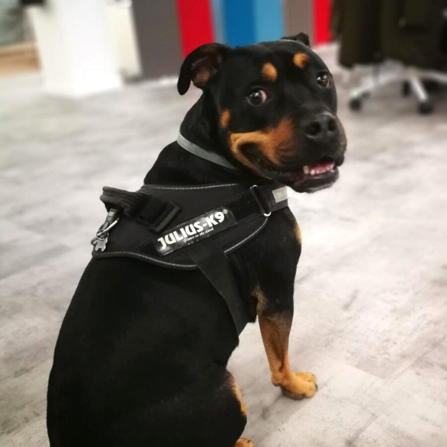 Julius-K9 IDC Arnés Ergonómigo Negro para perros thumbnail