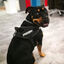 Julius-K9 IDC Arnés Ergonómigo Negro para perros, , large indicador imagen numero 2