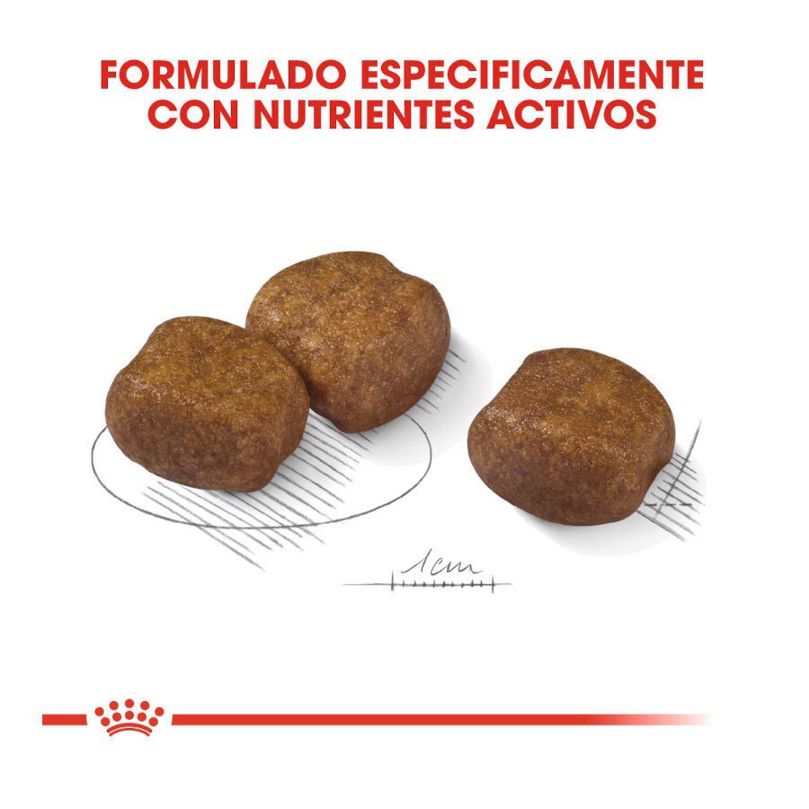 9 kg Royal Canin Dental Care Maxi pienso para perros, , large Imagen numero 3