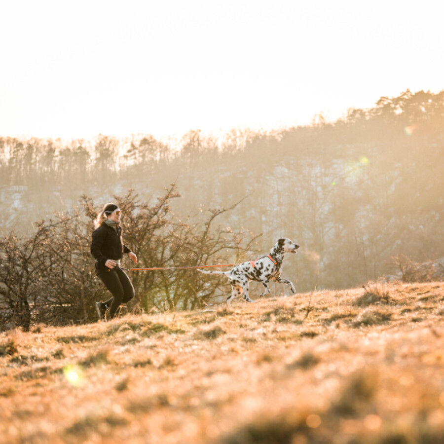 Non-stop dogwear Bungee Correa Elástica Negra y Naranja para perros thumbnail