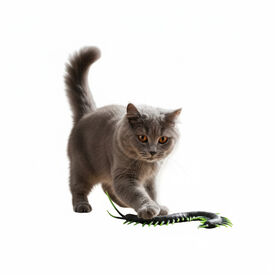 Playology Ciempi&eacute;s de Pl&aacute;stico para gatos