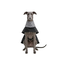 Gotoo Abrigo Gabardina para galgos, , large indicador imagen numero 7
