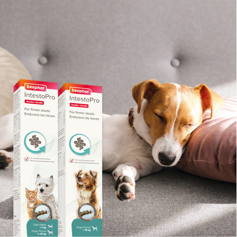 Beaphar IntestoPro pasta para perros thumbnail
