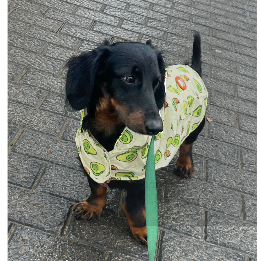 Dukier Avocado Chubasquero para perros, , large Imagen numero 5