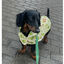 Dukier Avocado Chubasquero para perros, , large indicador imagen numero 5