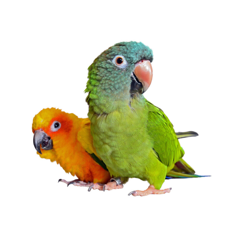 Beaphar Papick Spray Antipicoteo de plumas thumbnail