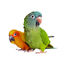 Beaphar Papick spray para loros antipicaje plumas indicador imagen numero 2