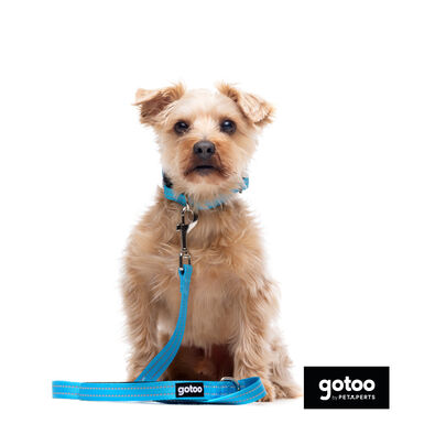Gotoo Correa de nylon reflectante azul para perros
