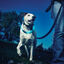 Nite Ize NiteHowl Collar con Luz LED Azul para perros, , large indicador imagen numero 4