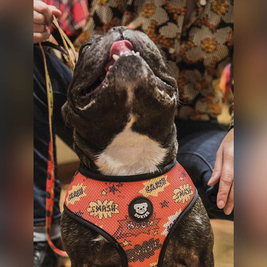 Dukier Superdog Arn&eacute;s Reversible Estampado Superh&eacute;roes para perros, , large Imagen numero 3