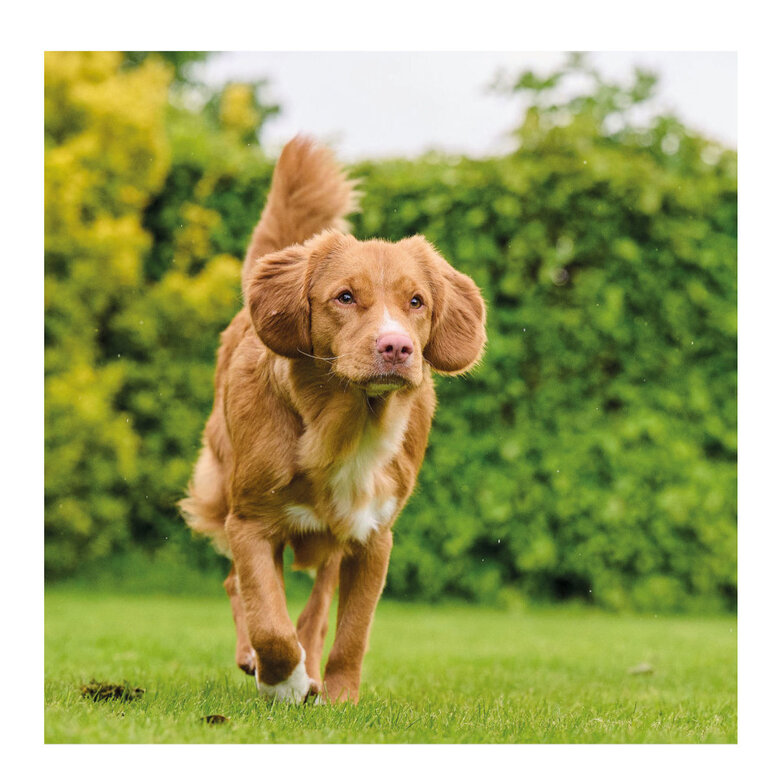 Beaphar Drucal Condroprotector para perros y gatos, , large image number null