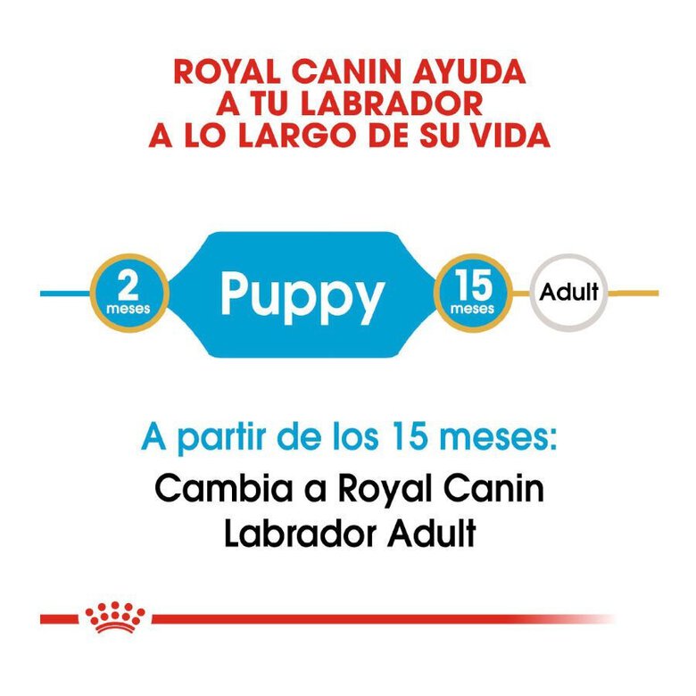 12 kg Royal Canin Puppy Labrador Retriever pienso para perros,  Imagen numero 8 12 kg Royal Canin Puppy Labrador Retriever pienso para perros, , large Imagen numero 8