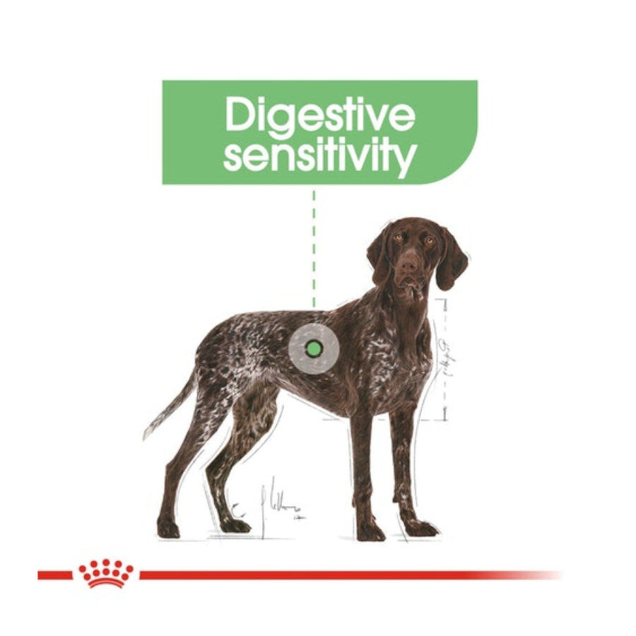 12 kg Royal Canin Digestive Care Maxi pienso para perros, , large Imagen numero 2