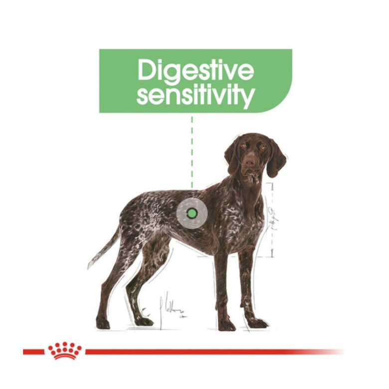 12 kg Royal Canin Digestive Care Maxi pienso para perros,  Imagen numero 2 12 kg Royal Canin Digestive Care Maxi pienso para perros, , large Imagen numero 2