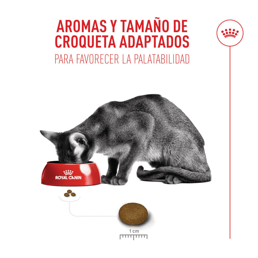 Royal Canin Fussy Exigent Pienso para gatos thumbnail
