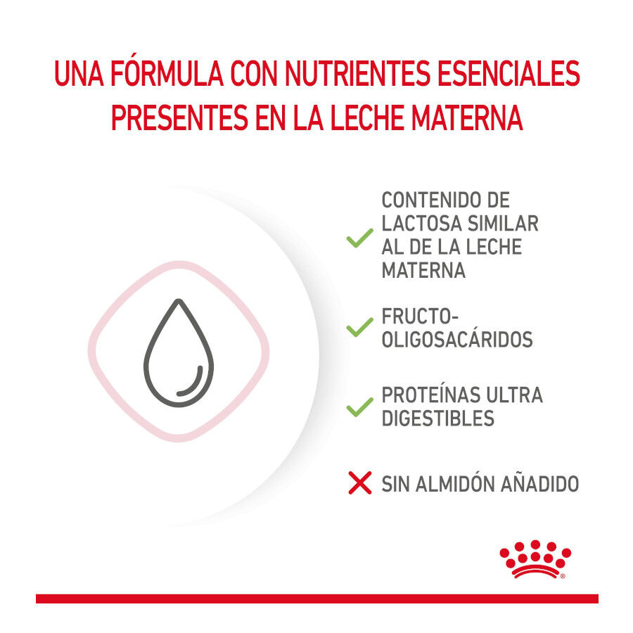 300 g Royal Canin Leche para gatitos primer a&ntilde;o, , large Imagen numero 5