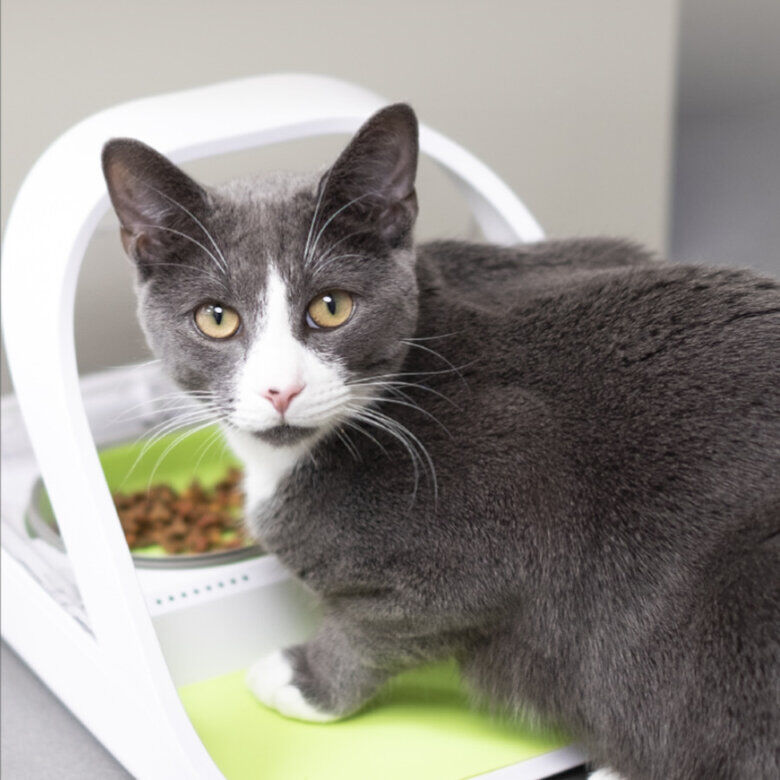 Sure Petcare Surefeed Comedero Automático con Microchip thumbnail