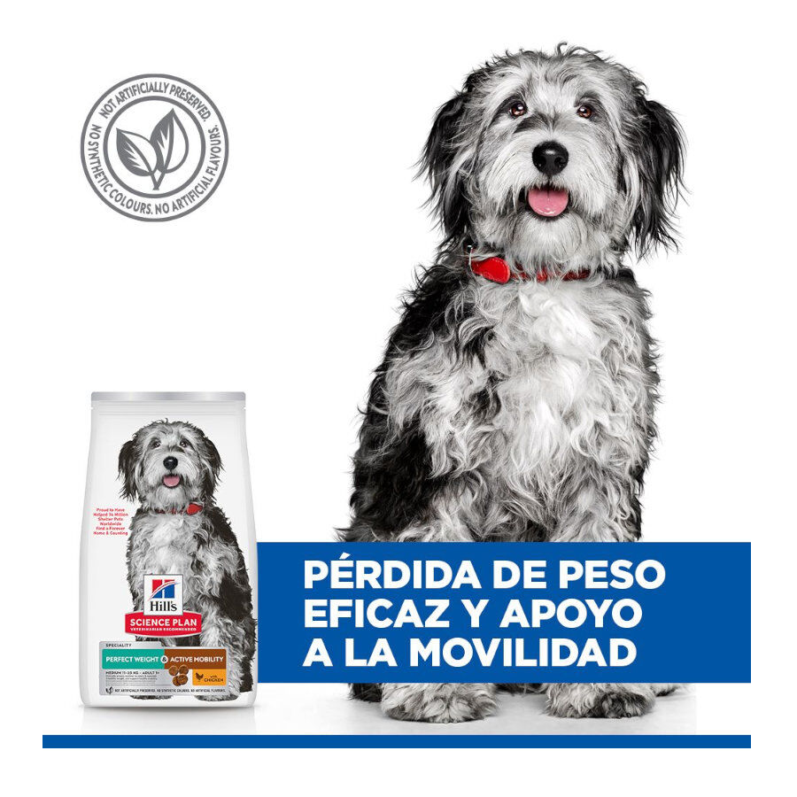 12 kg Hill's Science Plan Perfect Weight y Active Mobility pollo pienso para perros medianos, , large Imagen numero 5