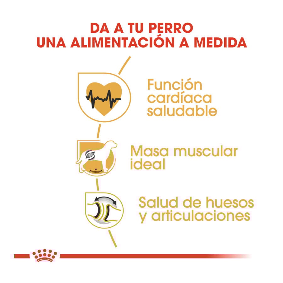 12 kg Royal Canin Adult Rottweiler pienso para perros, , large Imagen numero 6