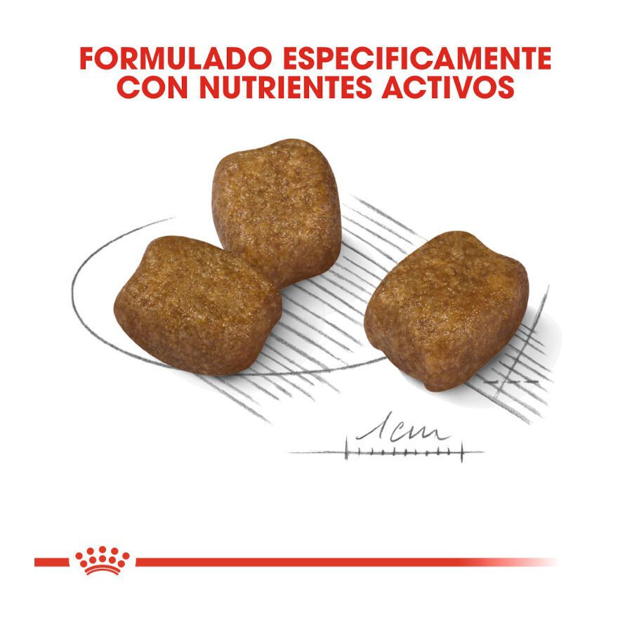 Royal Canin Dental Care Mini  pienso para perros thumbnail